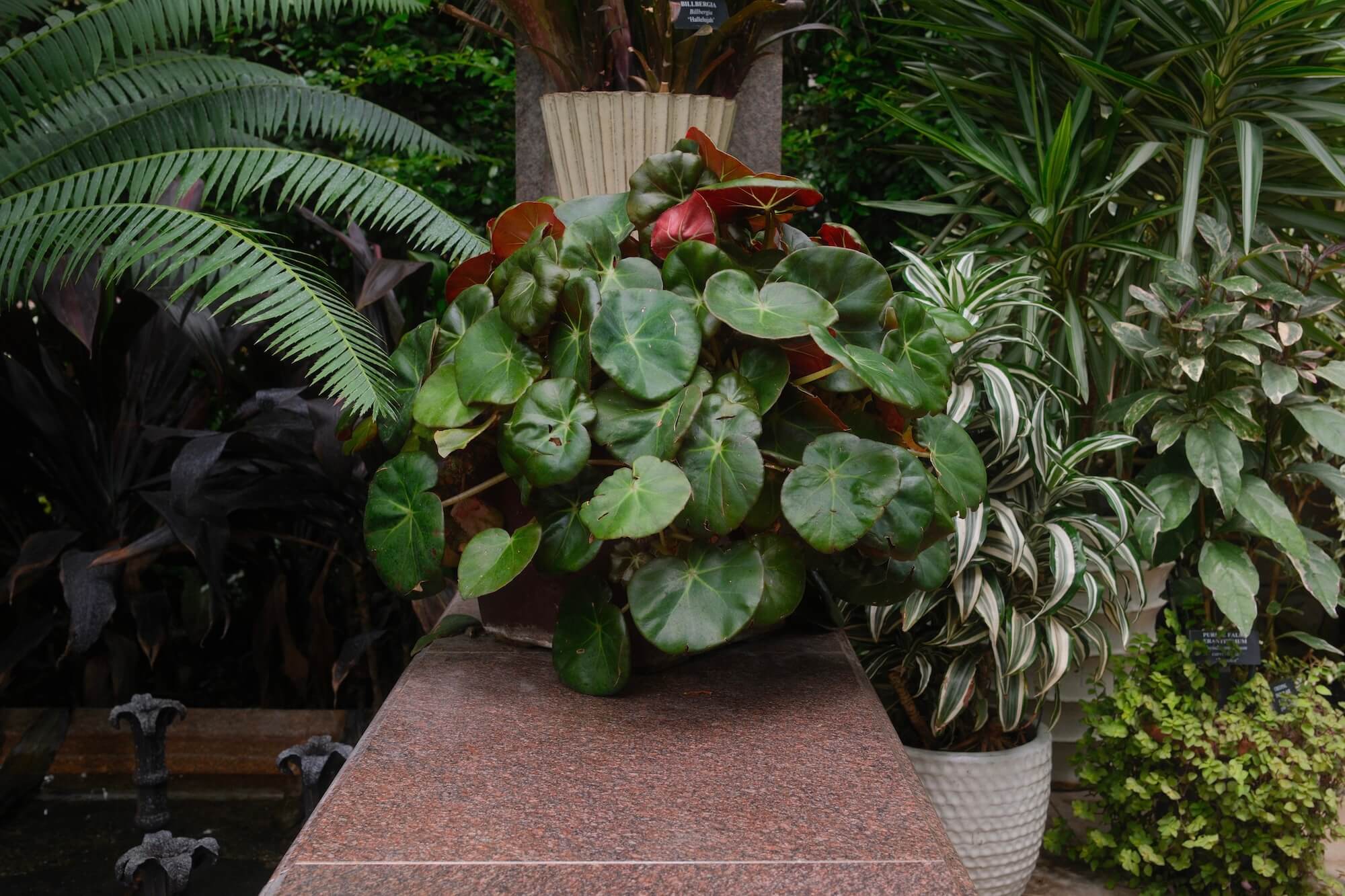 A lush potted Begonia surrounded by tropical foliage