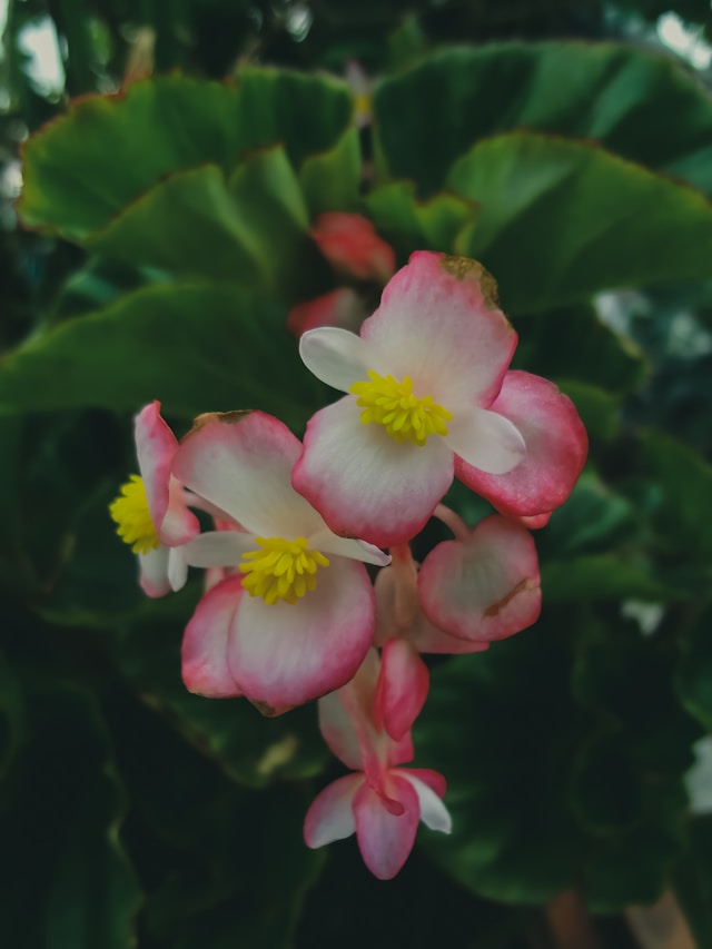 Pink Begonia flowers