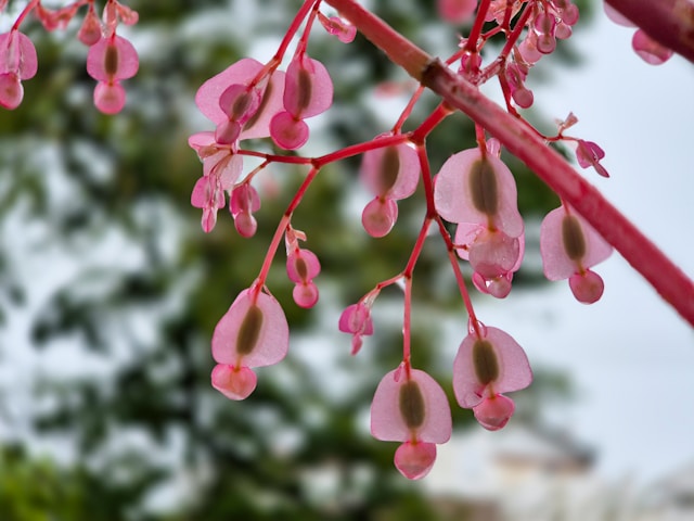 Begonia flower clusters