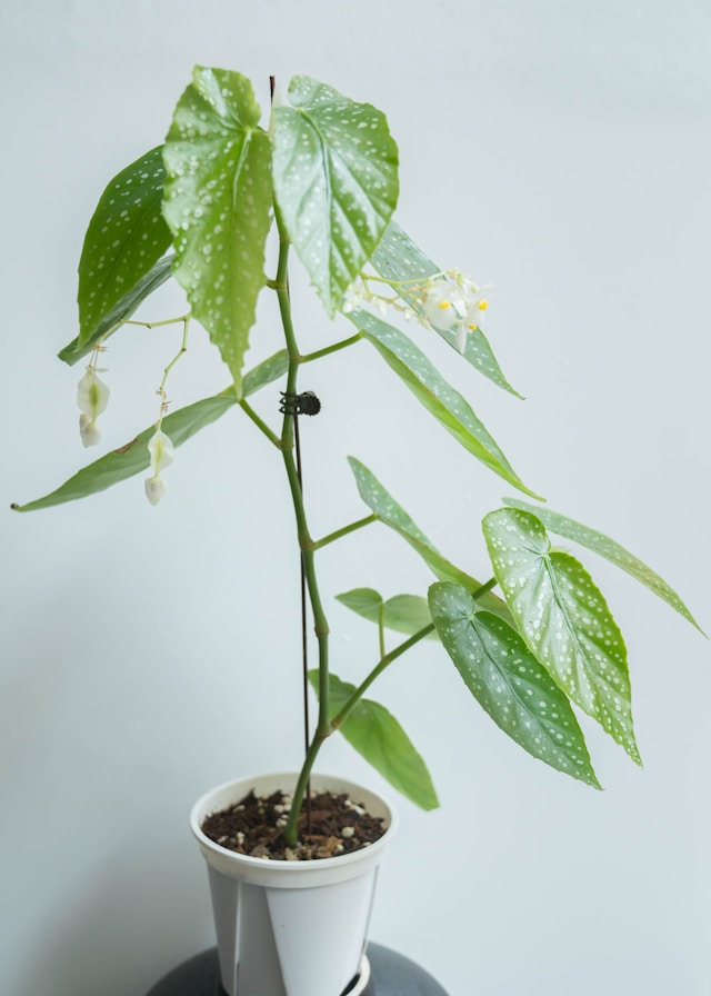 Potted Begonia with spotted green leaves