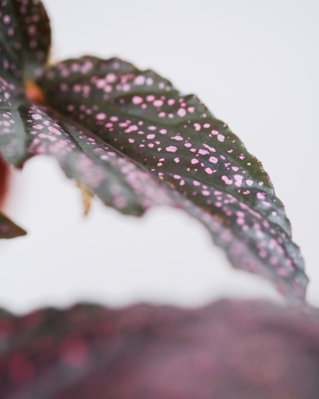 Close-up of a spotted Begonia leaf