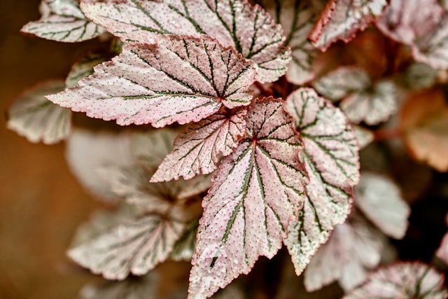 Pink Begonia leaves