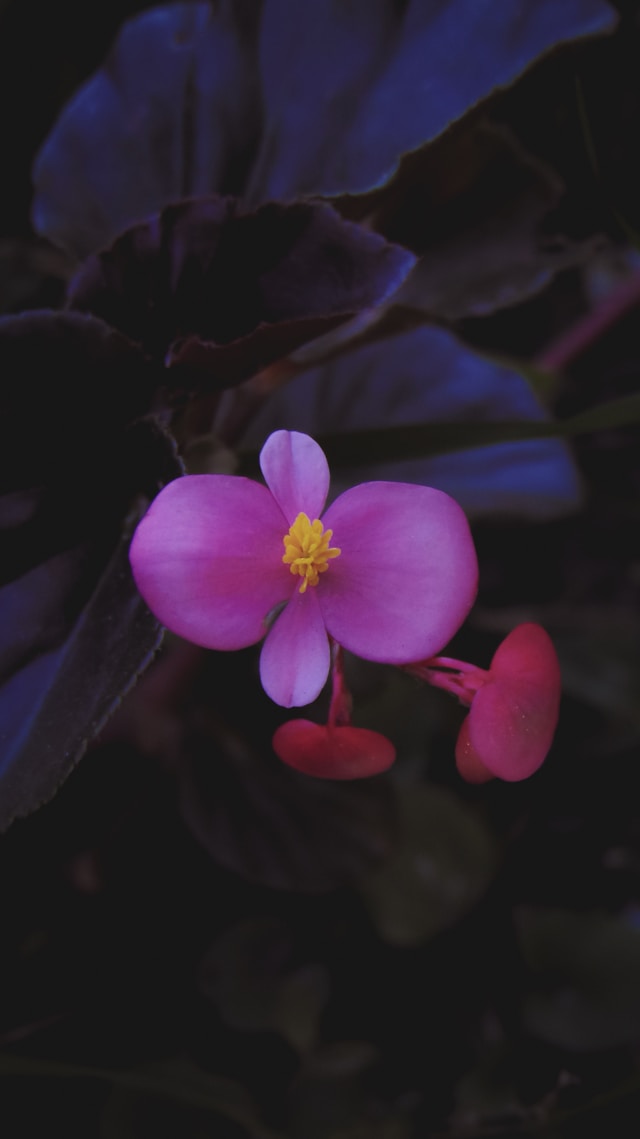 Dark Begonia leaves with a pink flower